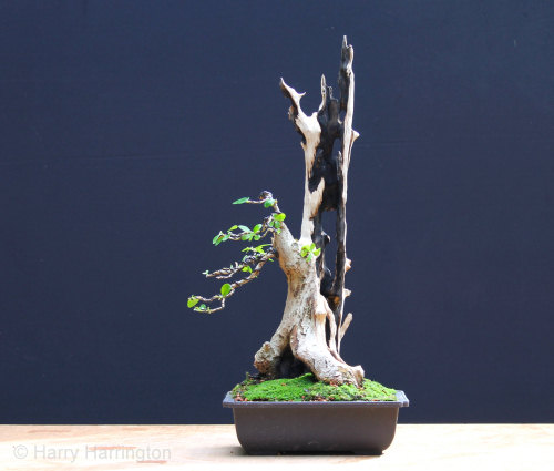 privet bonsai